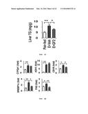 USE OF GINSENOSIDE F2 FOR PROPHYLAXIS AND TREATMENT OF LIVER DISEASE diagram and image