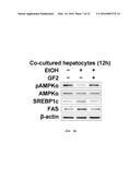 USE OF GINSENOSIDE F2 FOR PROPHYLAXIS AND TREATMENT OF LIVER DISEASE diagram and image