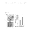 ANTAGONISM OF ABCG4, LYN KINASE, AND C-CBL E3 LIGASE TO INCREASE PLATELET     COUNT AS THERAPY FOR THROMBOCYTOPENIA diagram and image