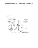 ANTAGONISM OF ABCG4, LYN KINASE, AND C-CBL E3 LIGASE TO INCREASE PLATELET     COUNT AS THERAPY FOR THROMBOCYTOPENIA diagram and image