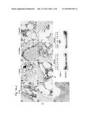 COMPOSITION FOR REGENERATION OF CARTILAGE diagram and image