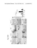 COMPOSITION FOR REGENERATION OF CARTILAGE diagram and image