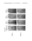 COMPOSITION FOR REGENERATION OF CARTILAGE diagram and image