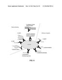 TUMOR SPECIFIC ANITBODY CONJUGATES AND USES THEREFOR diagram and image