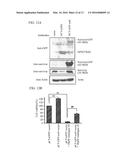 COMPOUND FOR PROMOTING APOPTOSIS OF CANCER CELLS AND A PHARMACEUTICAL     COMPOSITION CONTAINING THE SAME AND USES THEREOF diagram and image