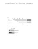 C5 ANTIBODY AND METHOD FOR PREVENTING AND TREATING COMPLEMENT-RELATED     DISEASES diagram and image