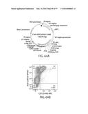 TREATMENT OF CANCER USING A CD123 CHIMERIC ANTIGEN RECEPTOR diagram and image