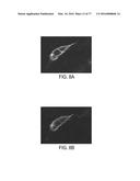 POLYPEPTIDES AND POLYNUCLEOTIDES, AND USES THEREOF AS A DRUG TARGET FOR     PRODUCING DRUGS AND BIOLOGICS diagram and image