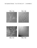 POLYPEPTIDES AND POLYNUCLEOTIDES, AND USES THEREOF AS A DRUG TARGET FOR     PRODUCING DRUGS AND BIOLOGICS diagram and image