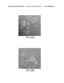 POLYPEPTIDES AND POLYNUCLEOTIDES, AND USES THEREOF AS A DRUG TARGET FOR     PRODUCING DRUGS AND BIOLOGICS diagram and image