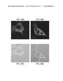 POLYPEPTIDES AND POLYNUCLEOTIDES, AND USES THEREOF AS A DRUG TARGET FOR     PRODUCING DRUGS AND BIOLOGICS diagram and image