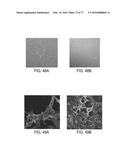 POLYPEPTIDES AND POLYNUCLEOTIDES, AND USES THEREOF AS A DRUG TARGET FOR     PRODUCING DRUGS AND BIOLOGICS diagram and image