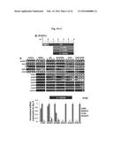 COMPOSITIONS AND METHODS FOR PRECISE PATTERNING OF POSTERIOR NEUROECTODERM     FROM HUMAN PLURIPOTENT STEM CELLS diagram and image