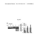 COMPOSITIONS AND METHODS FOR PRECISE PATTERNING OF POSTERIOR NEUROECTODERM     FROM HUMAN PLURIPOTENT STEM CELLS diagram and image