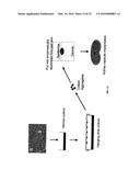 METHODS FOR COMPACT AGGREGATION OF DERMAL CELLS diagram and image