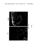 METHODS FOR COMPACT AGGREGATION OF DERMAL CELLS diagram and image