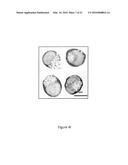 Human Extensively Self-Renewing Erythroblasts (ESRE) diagram and image