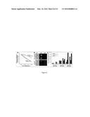 Human Extensively Self-Renewing Erythroblasts (ESRE) diagram and image