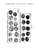 Human Extensively Self-Renewing Erythroblasts (ESRE) diagram and image