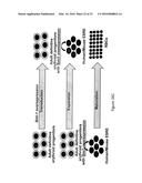 Human Extensively Self-Renewing Erythroblasts (ESRE) diagram and image