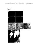 WNT PATHWAY STIMULATION IN REPROGRAMMING SOMATIC CELLS WITH NUCLEAR     REPROGRAMMING FACTORS diagram and image