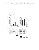 WNT PATHWAY STIMULATION IN REPROGRAMMING SOMATIC CELLS WITH NUCLEAR     REPROGRAMMING FACTORS diagram and image