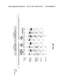 RECOMBINANT VIRUS AND PREPARATIONS THEREOF diagram and image