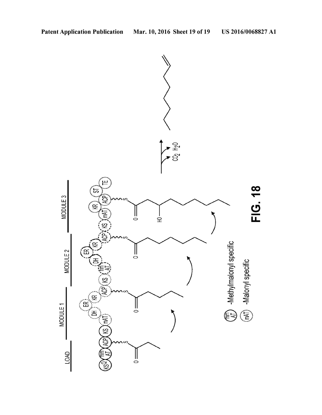 PRODUCING ALPHA-OLEFINS USING POLYKETIDE SYNTHASES - diagram, schematic, and image 20