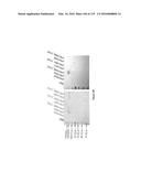 YEAST EXPRESSING SACCHAROLYTIC ENZYMES FOR CONSOLIDATED BIOPROCESSING     USING STARCH AND CELLULOSE diagram and image