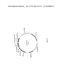 YEAST EXPRESSING SACCHAROLYTIC ENZYMES FOR CONSOLIDATED BIOPROCESSING     USING STARCH AND CELLULOSE diagram and image