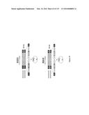 YEAST EXPRESSING SACCHAROLYTIC ENZYMES FOR CONSOLIDATED BIOPROCESSING     USING STARCH AND CELLULOSE diagram and image