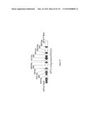 YEAST EXPRESSING SACCHAROLYTIC ENZYMES FOR CONSOLIDATED BIOPROCESSING     USING STARCH AND CELLULOSE diagram and image