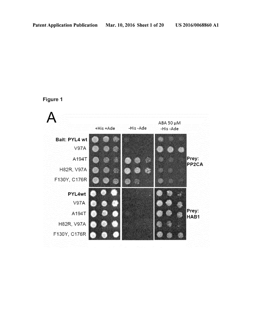 TRANSGENIC PLANTS - diagram, schematic, and image 02