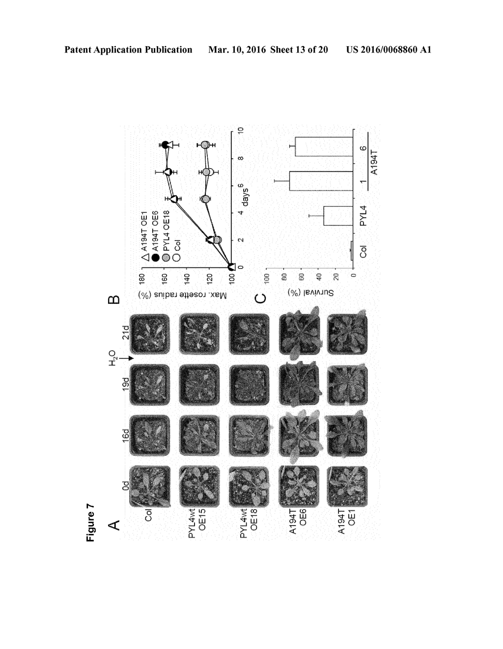 TRANSGENIC PLANTS - diagram, schematic, and image 14