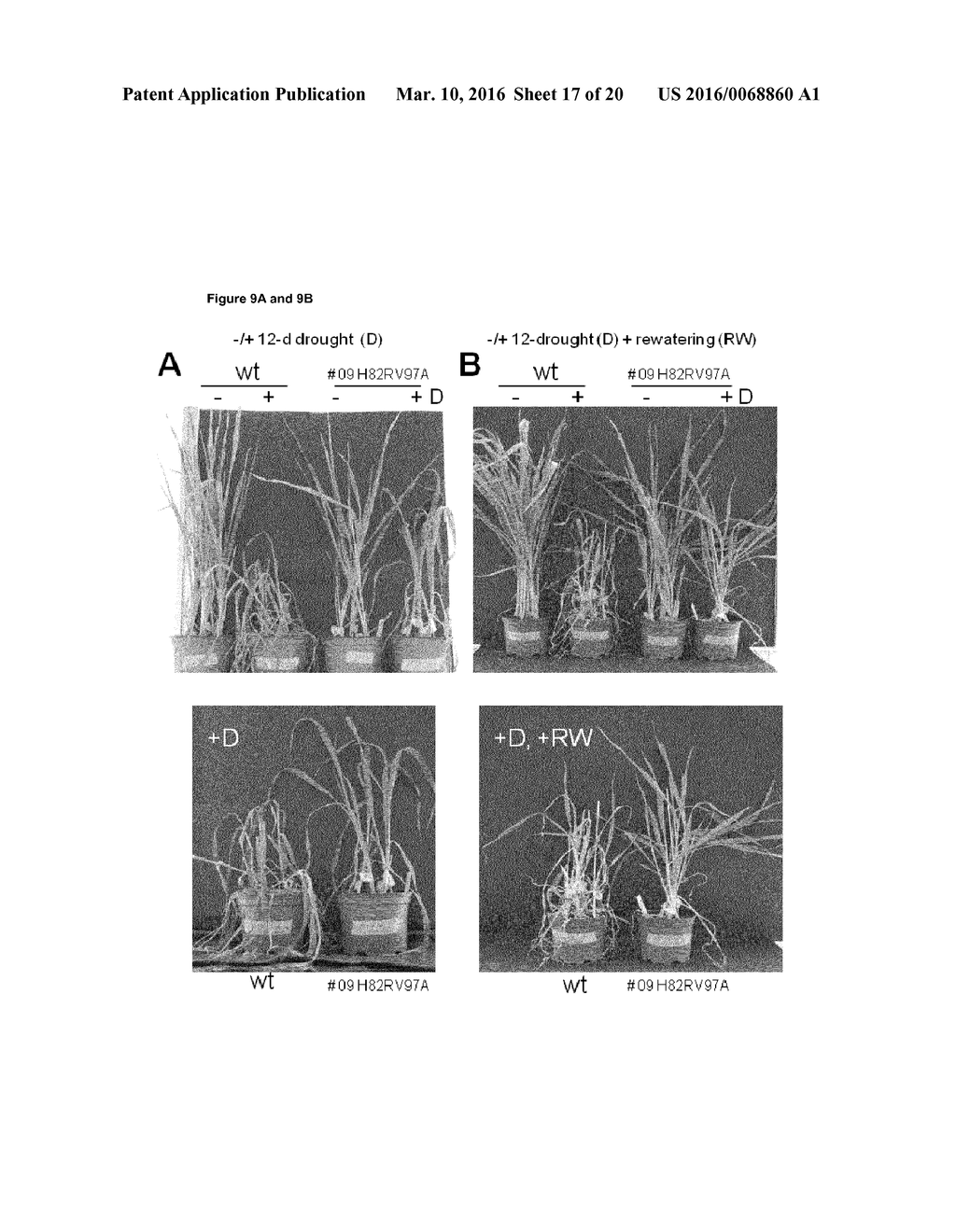 TRANSGENIC PLANTS - diagram, schematic, and image 18