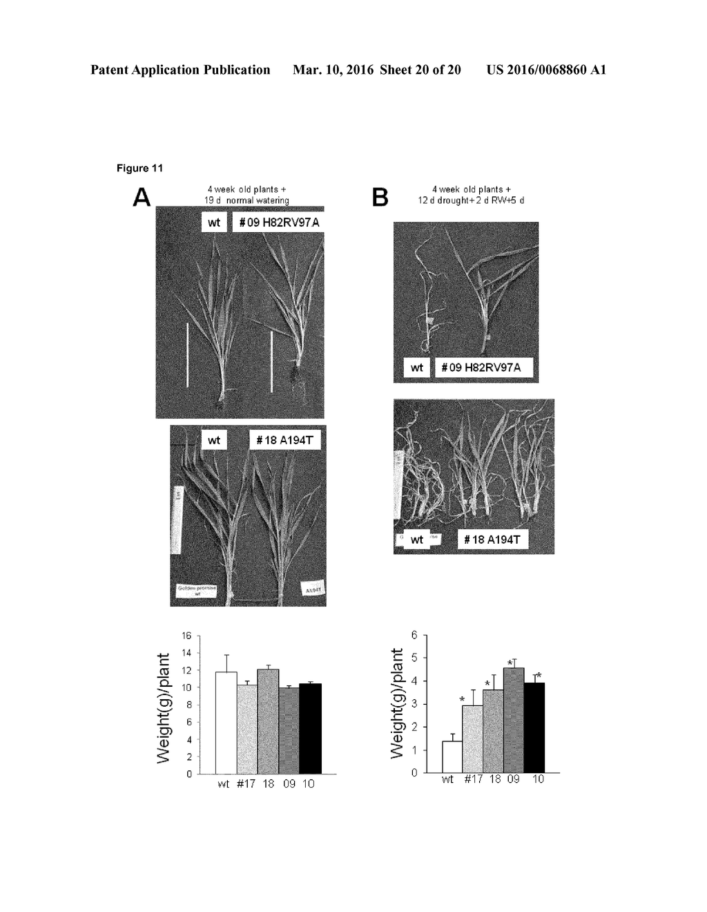 TRANSGENIC PLANTS - diagram, schematic, and image 21