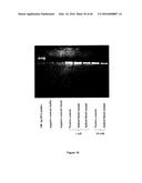 APPARATUS AND METHOD FOR EXTRACTING MICROBIAL CELLS diagram and image