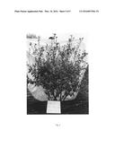 Vaccinium plant named  WINTER BELL  diagram and image