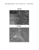 Antimicrobial Exfoliated Vermiculite Composite Material and Methods for     Preparing the Same diagram and image