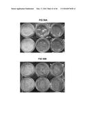 Antimicrobial Exfoliated Vermiculite Composite Material and Methods for     Preparing the Same diagram and image