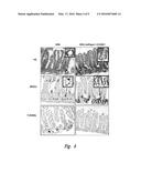 WNT MODULATORS FOR THE PROTECTION, MITIGATION AND TREATMENT OF RADIATION     INJURY diagram and image