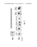 WNT MODULATORS FOR THE PROTECTION, MITIGATION AND TREATMENT OF RADIATION     INJURY diagram and image