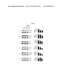 COMPOSITION FROM SPHAERANTHUS INDICUS AND GARCINIA MANGOSTANA FOR THE     CONTROL OF METABOLIC SYNDROME diagram and image