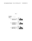 COMPOSITION FROM SPHAERANTHUS INDICUS AND GARCINIA MANGOSTANA FOR THE     CONTROL OF METABOLIC SYNDROME diagram and image