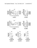 Novel Target for Diagnosis and Treatment of Diabetes and Cardiovascular     Diseases diagram and image