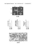 Novel Target for Diagnosis and Treatment of Diabetes and Cardiovascular     Diseases diagram and image