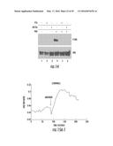 Novel Target for Diagnosis and Treatment of Diabetes and Cardiovascular     Diseases diagram and image