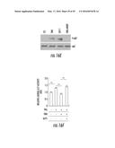 Novel Target for Diagnosis and Treatment of Diabetes and Cardiovascular     Diseases diagram and image