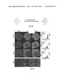 COMPOSITIONS AND METHODS FOR THE EXPRESSION OF CRISPR GUIDE RNAS USING THE     H1 PROMOTER diagram and image