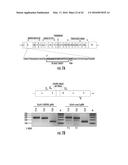 COMPOSITIONS AND METHODS FOR THE EXPRESSION OF CRISPR GUIDE RNAS USING THE     H1 PROMOTER diagram and image